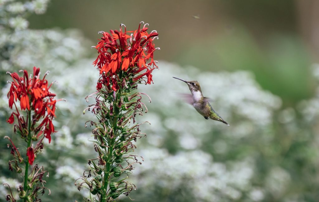 ruby throated humming bird flying near red flowers