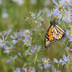 monarch butterfly perched on flower