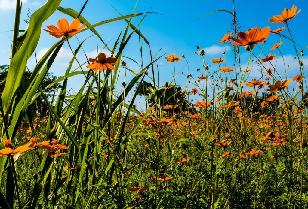 orange flower field under clear blue sky