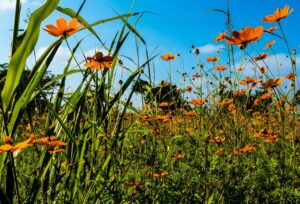 orange flower field under clear blue sky