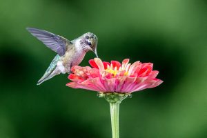 Hummingbirds of North America