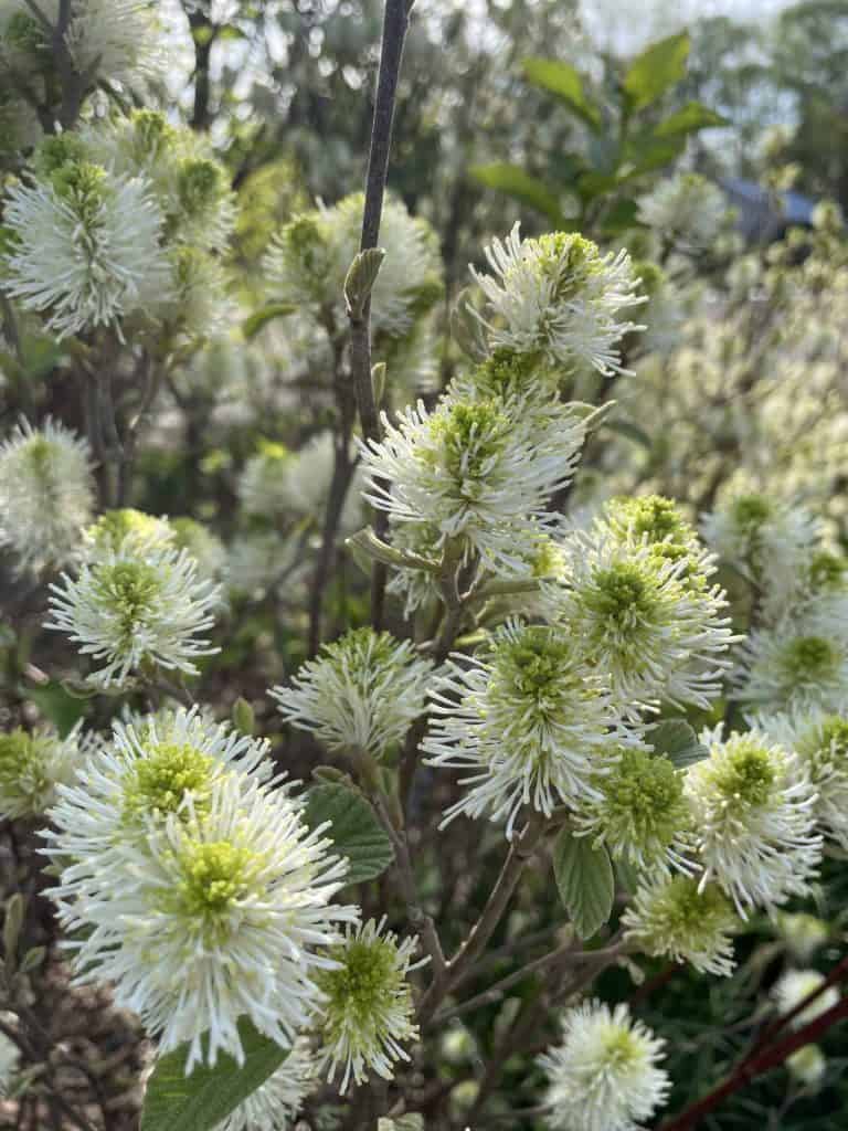 Native Plants in Profile: Fothergilla gardenii