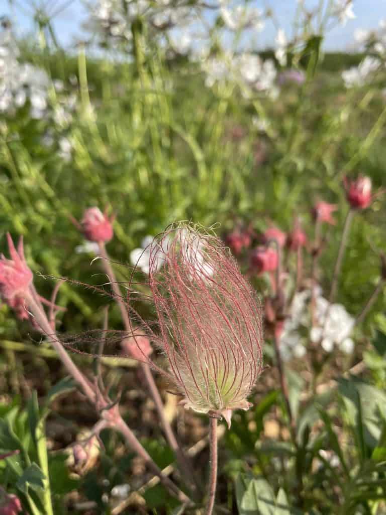 geum triflorum native prairie plant