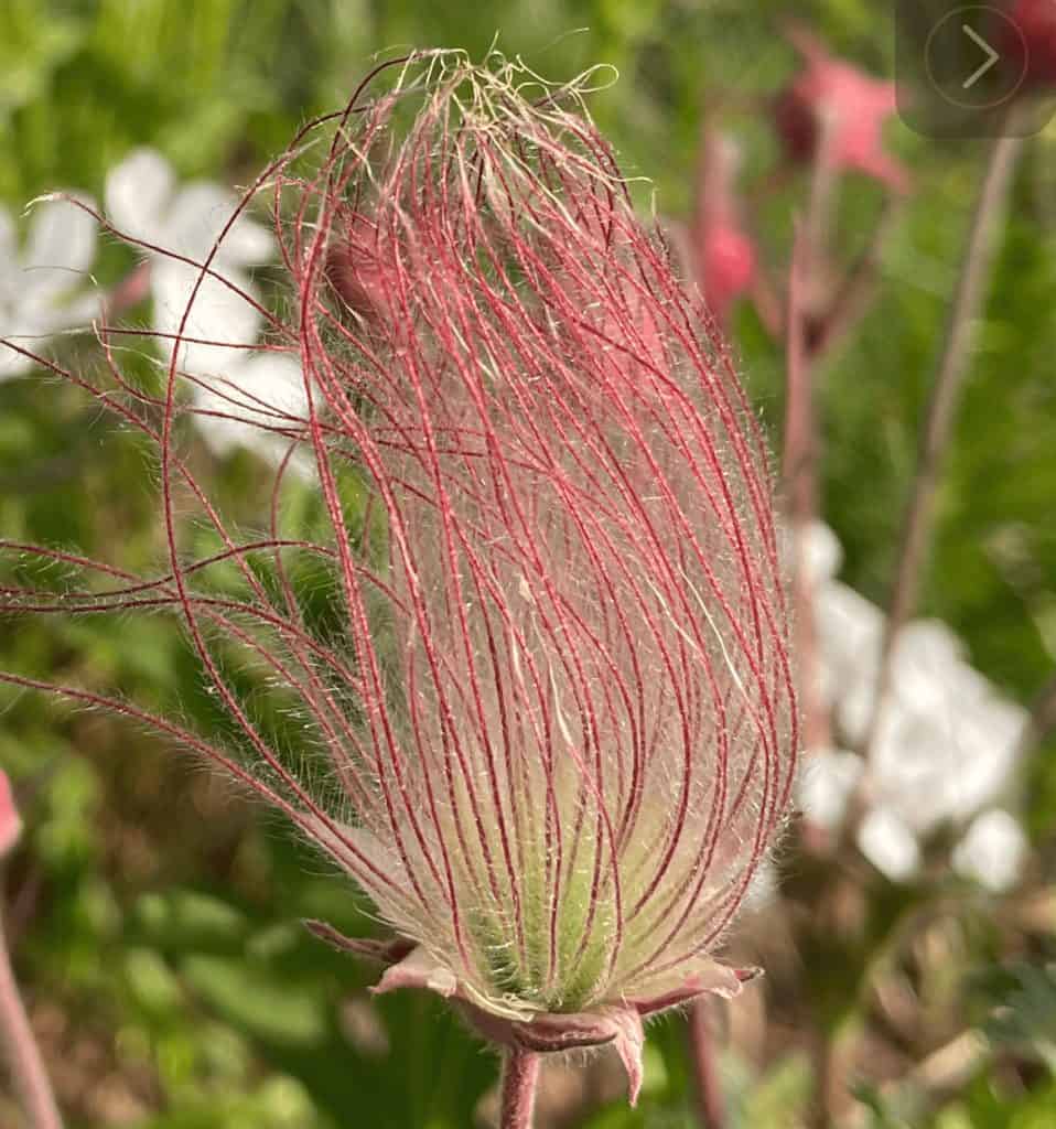 prairie smoke seed heads in sunlight