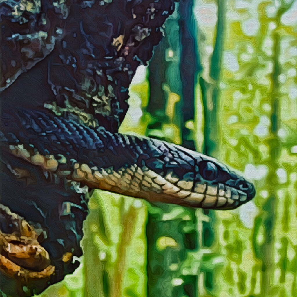 eastern black rat snake