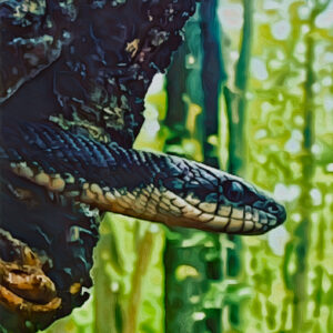 eastern black rat snake