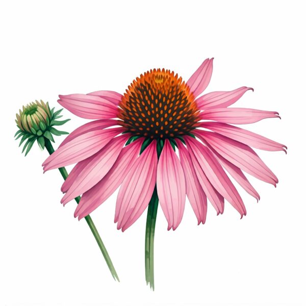 Echinacea Purpurea: The Ultimate Guide to the Purple Coneflowers