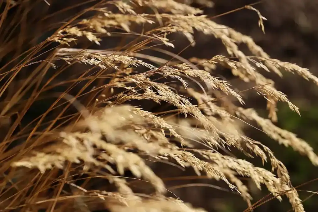 dry grass seeds