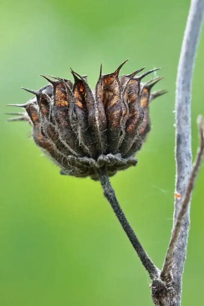 dry seedheads