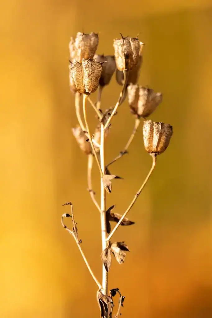 dry seeds