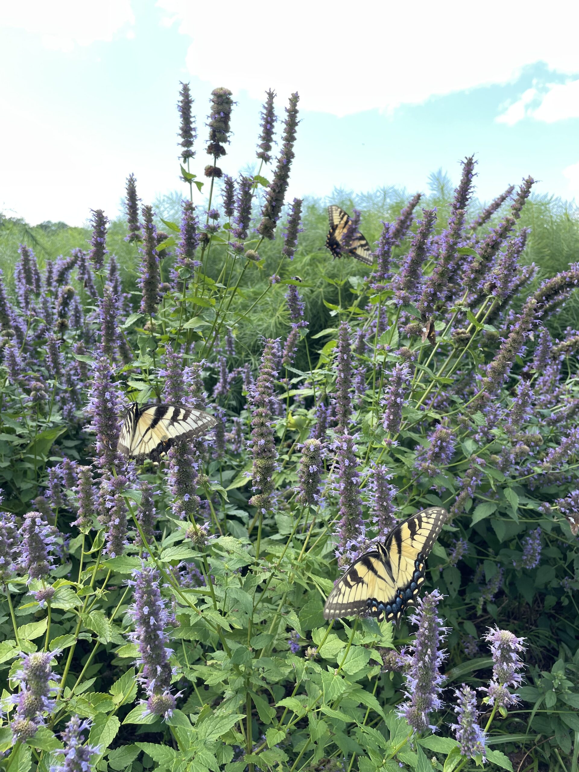 anise hyssop butterflies fall of summer