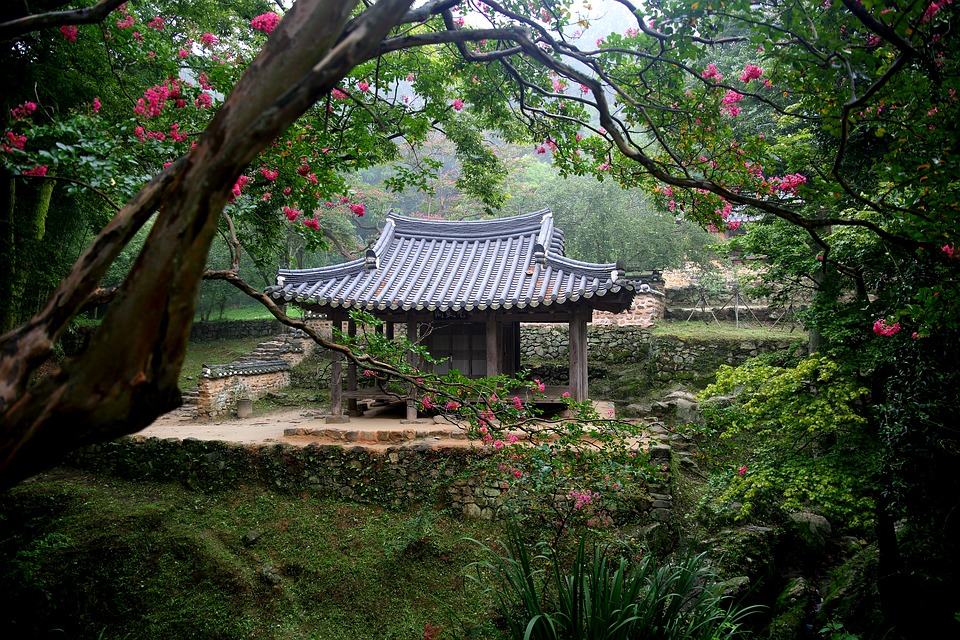 crepe myrtle asia