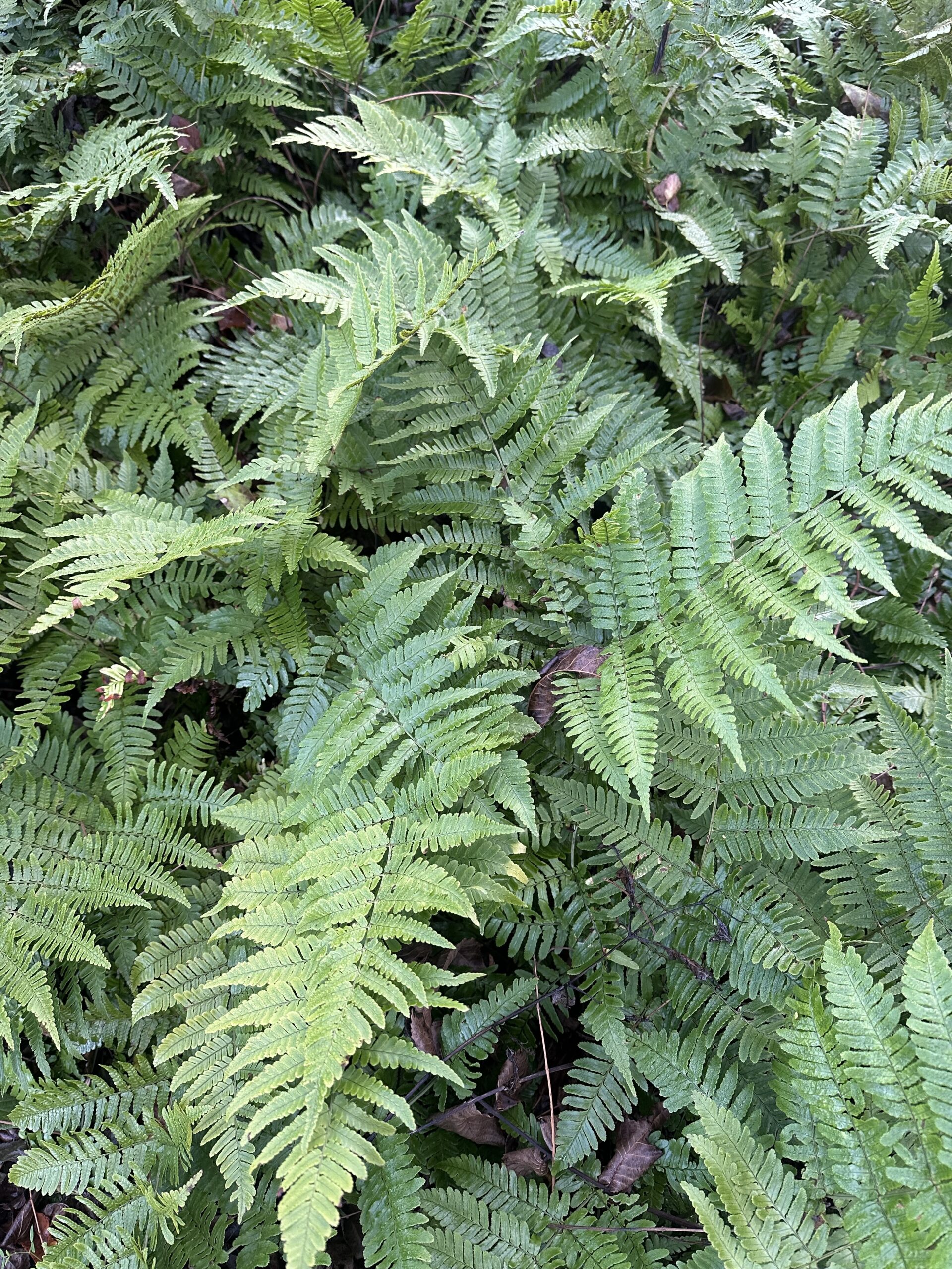 native fern