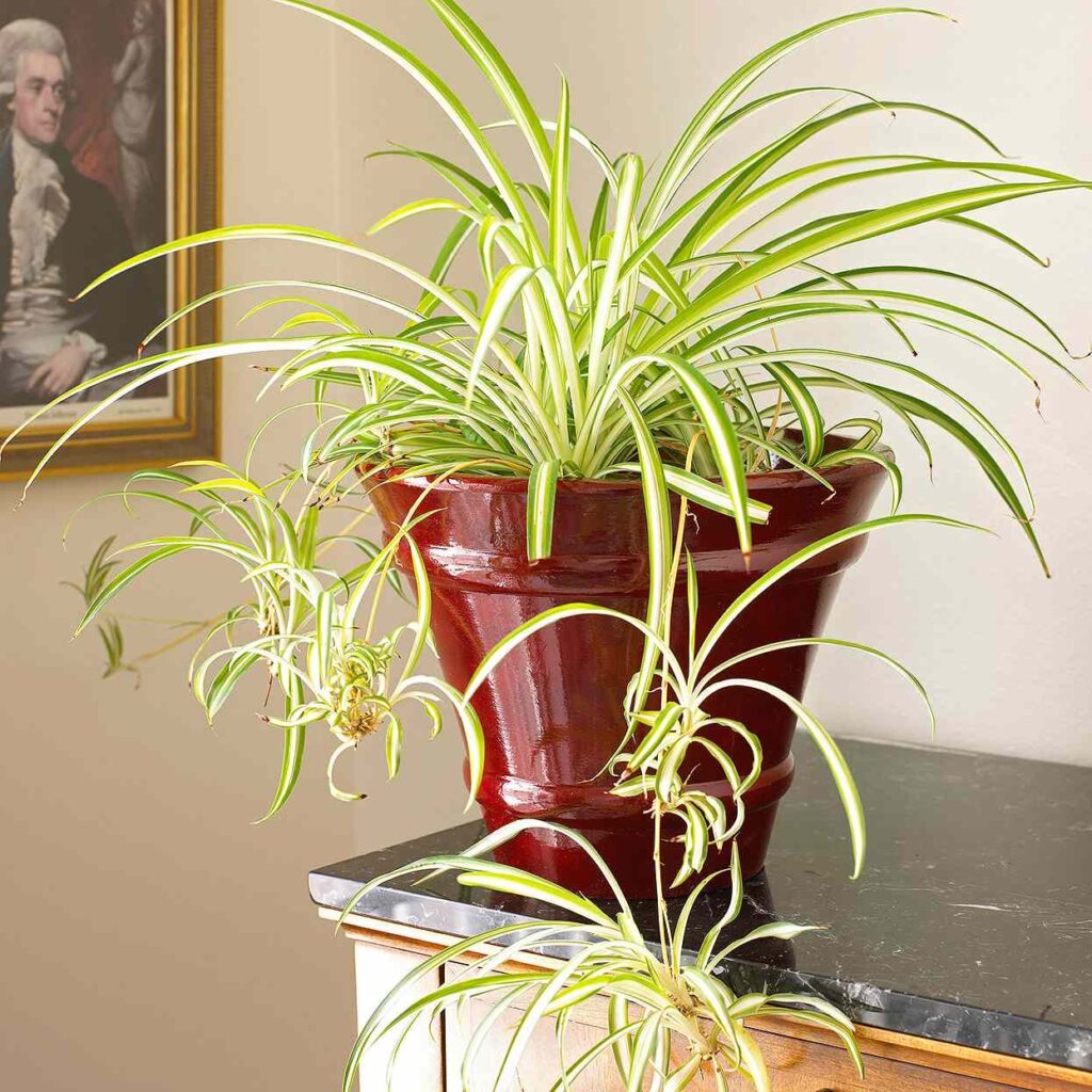 The Benefits of Growing More House Plants in 2025