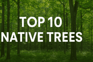 top 10 native trees
