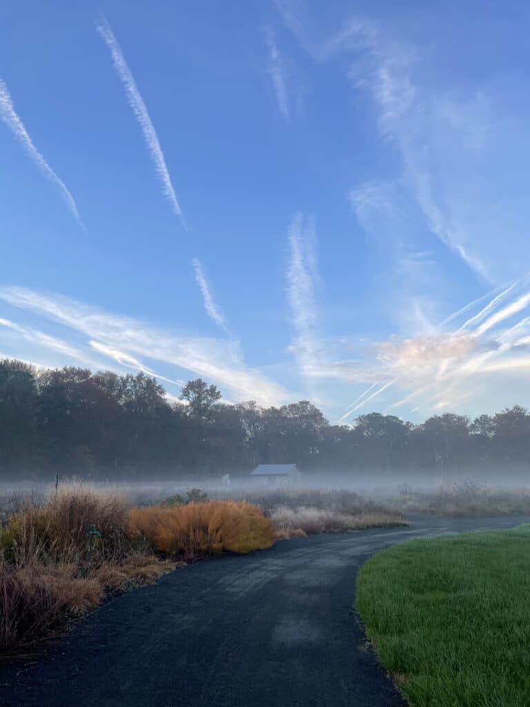 Piet Oudolf Meadow at Morning Light