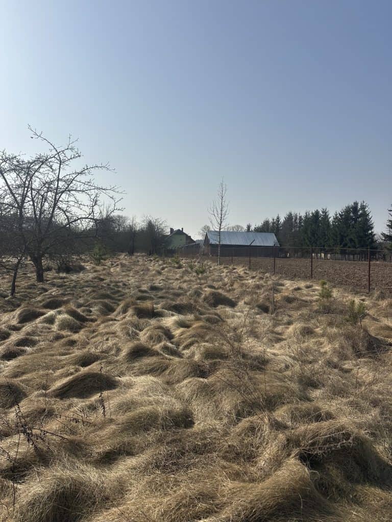 Restoring Not Resetting-grass-hummocks