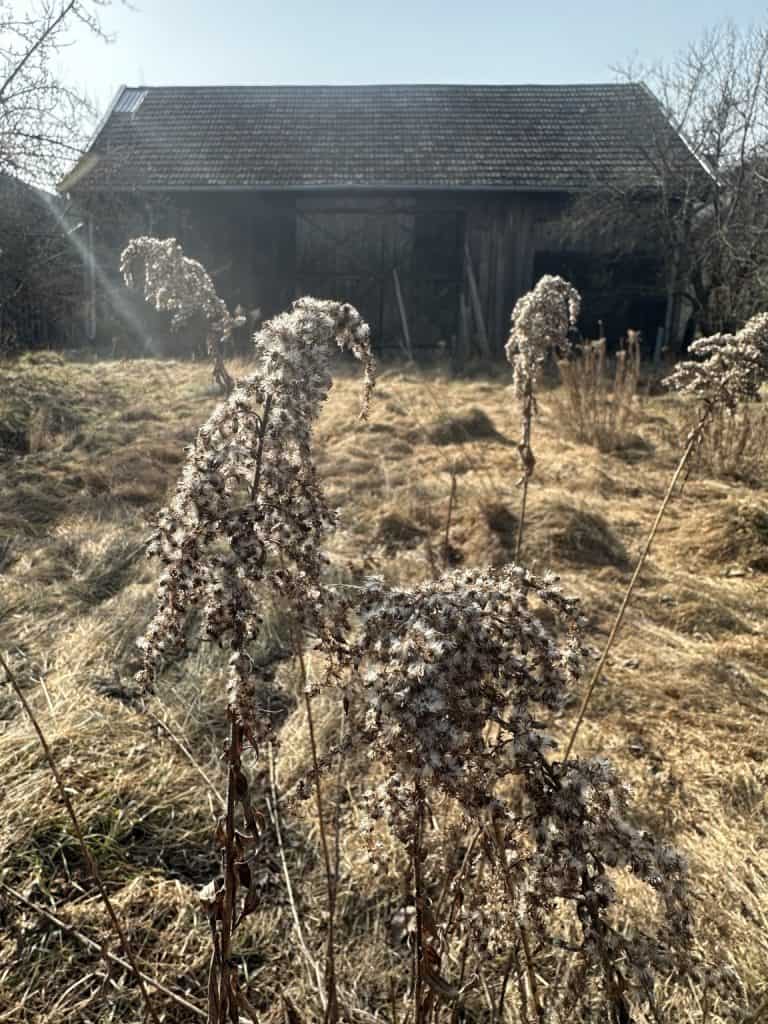 Restoring Not Resetting Life-golderod