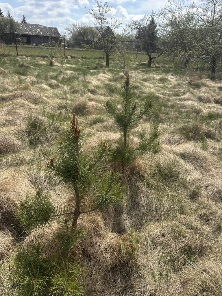 Restoring Not Resetting Life-pine-tree-seedlings