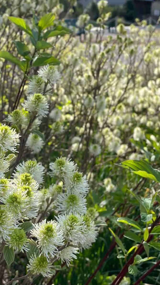Fothergilla gardenii in bloom
