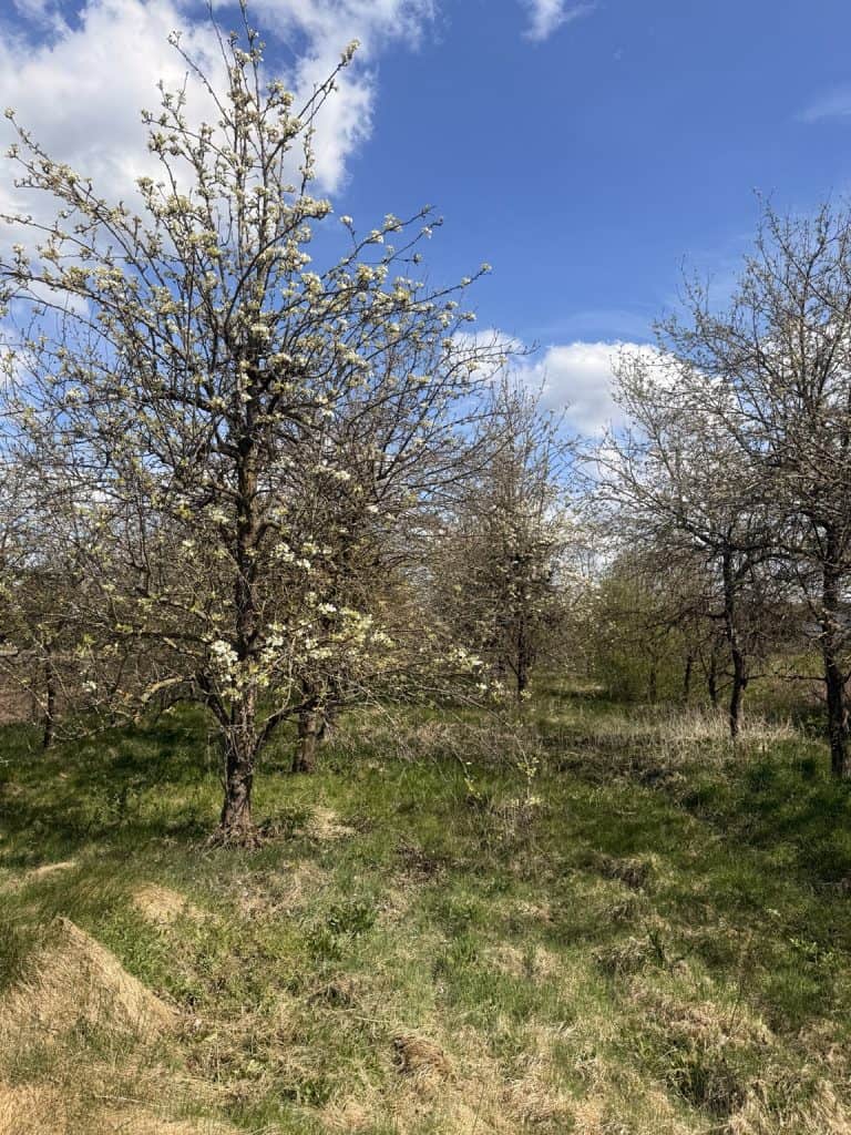 Restoring Not Resetting Life-pear