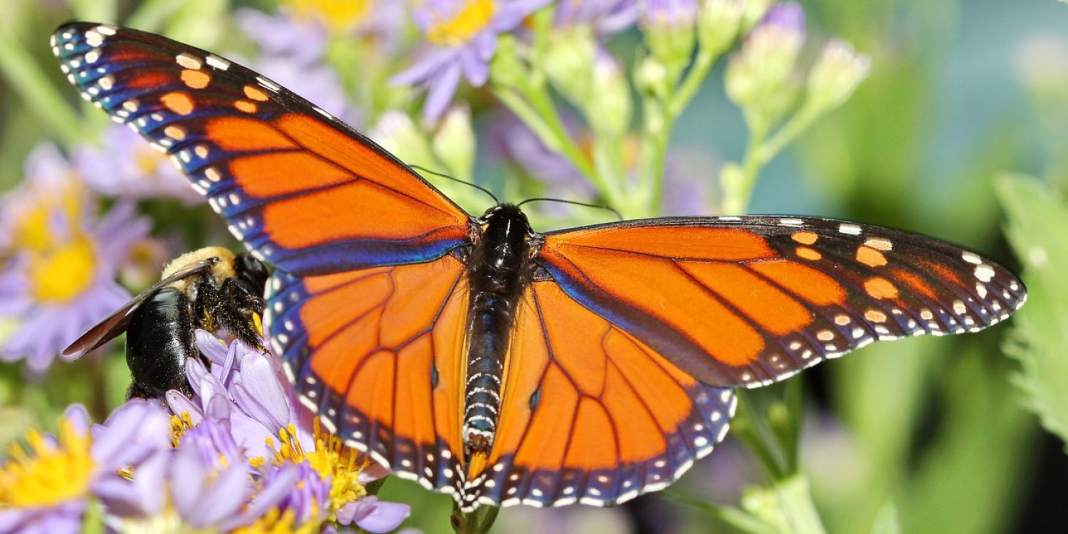 monarch-marvelous-migration