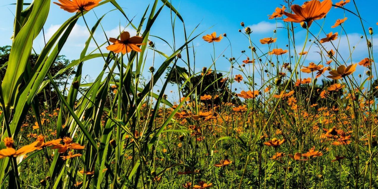 orange flower field under clear blue sky